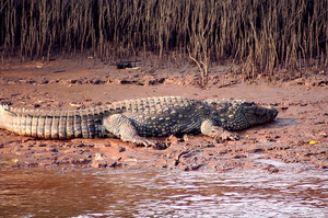 Crocodile spot yacht cruise
