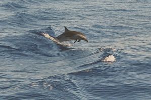 Dolphin trip Goa